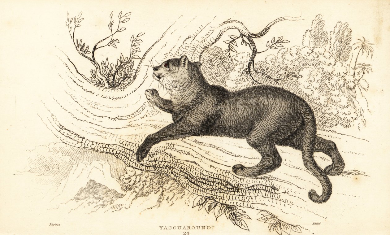 Jaguarandi, o puma respeita., 1834 (Ngaraving) de William Alexander Forbes