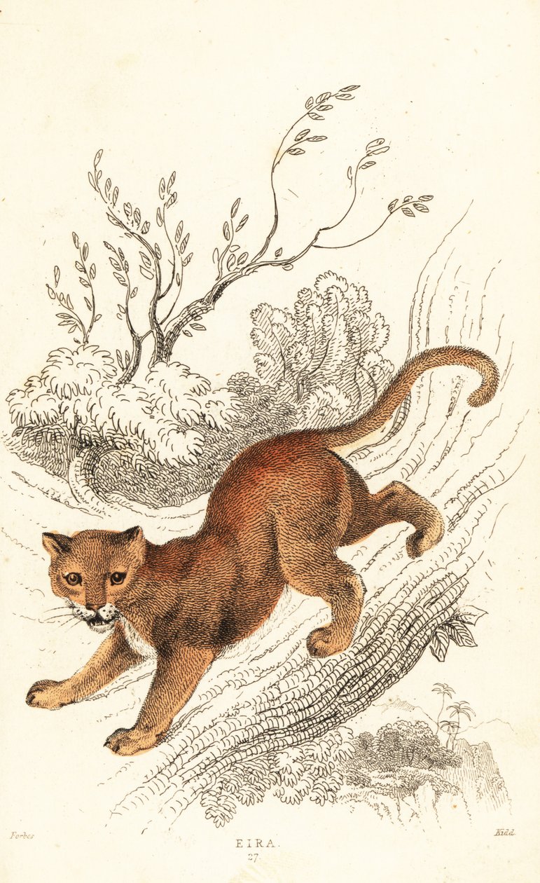 Jaguarundi, Puma yagouaroundi.,1834 (gravura) de William Alexander Forbes