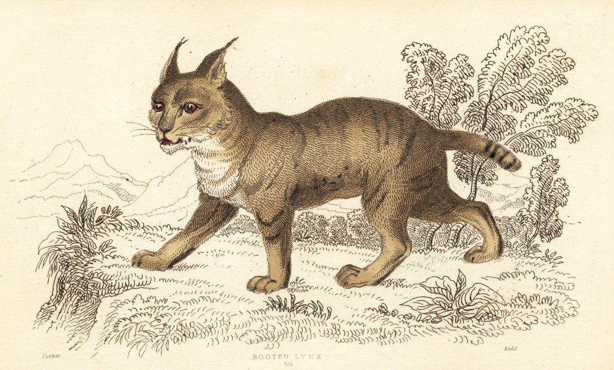 Gato da selva, Felis chaus. ,1834 (gravura) de William Alexander Forbes
