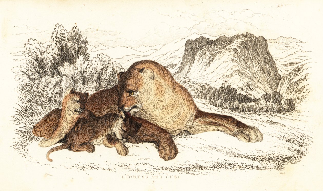 Lioness e crias, Panthera leo.,1834 (gravura) de William Alexander Forbes