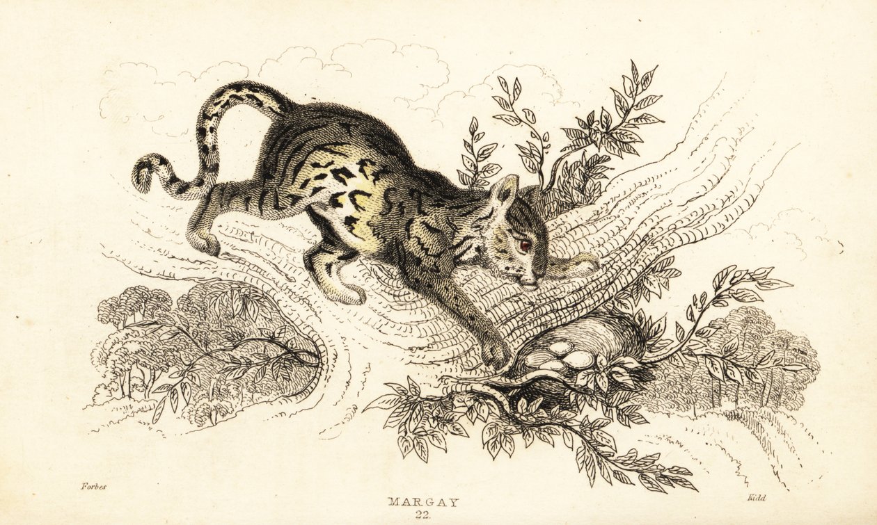 Margay, Leopardus wiedii.,1834 (gravura) de William Alexander Forbes