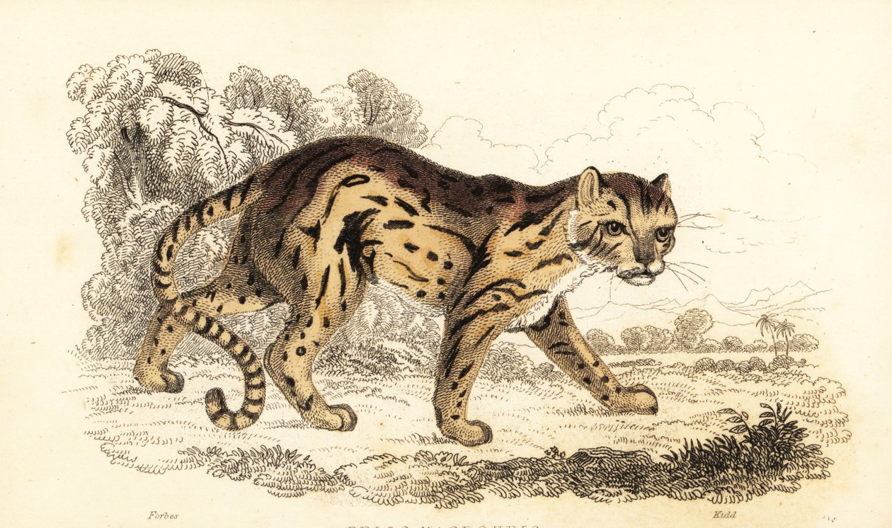 Margay, Leopard aprendeu. ,1834 (gravura) de William Alexander Forbes