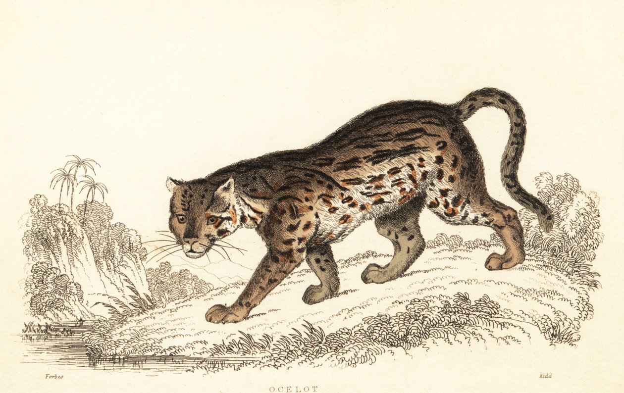 Ocelot, Leopardus pardalis.,1834 (gravura) de William Alexander Forbes