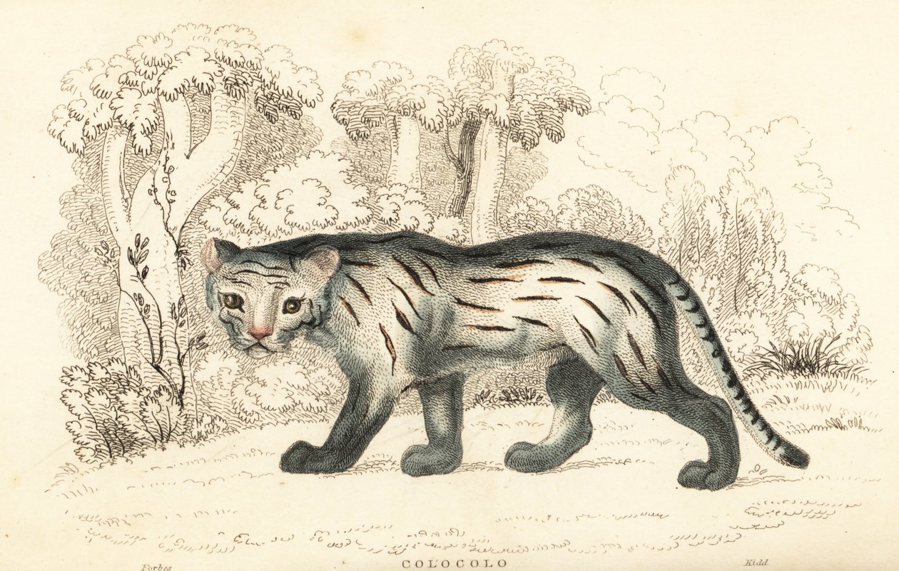 Gato dos pampas ou pantanal, Leopardus colocola. ,1834 (gravura) de William Alexander Forbes