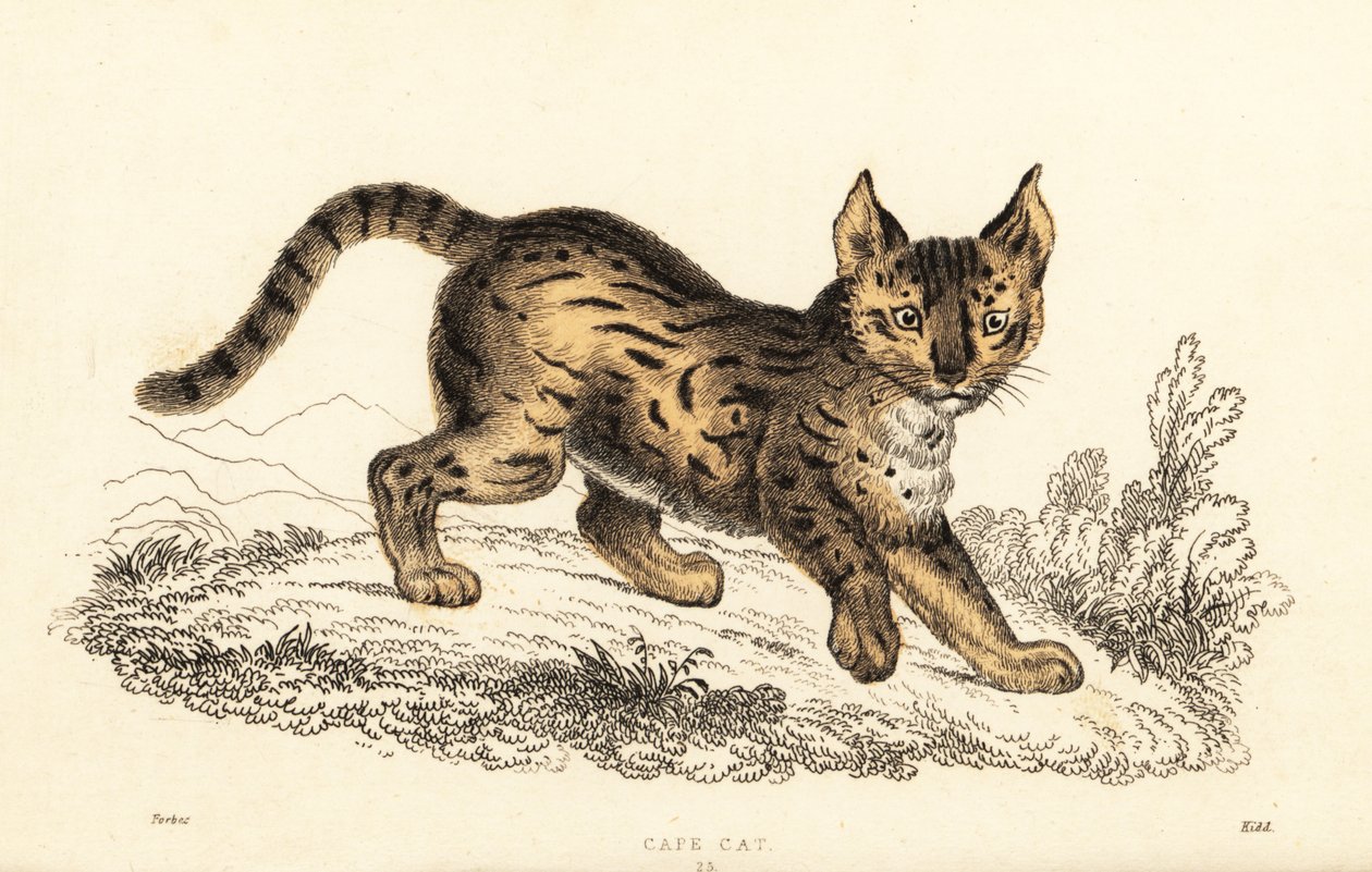 Serval, Leptailurus serval., 1834 (gravura) de William Alexander Forbes