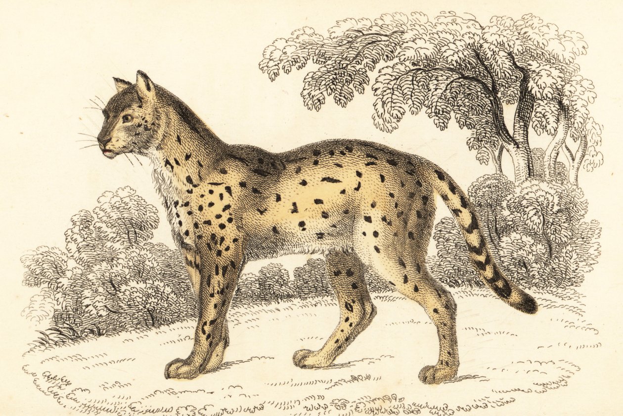 Serval, Leptailurus serval., 1834 (gravura) de William Alexander Forbes