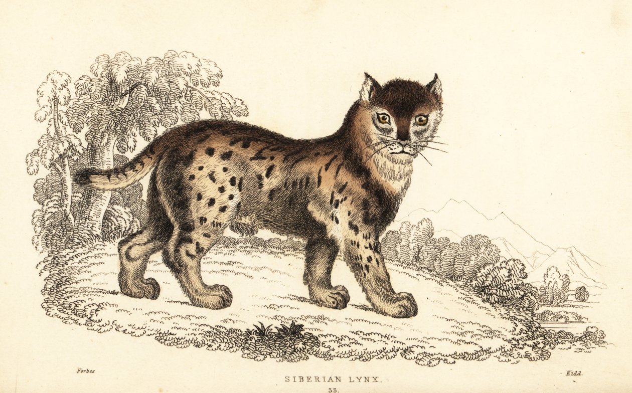 Lince siberiano, lince lince wrangeli (Lince Felis)., 1834 (gravura) de William Alexander Forbes