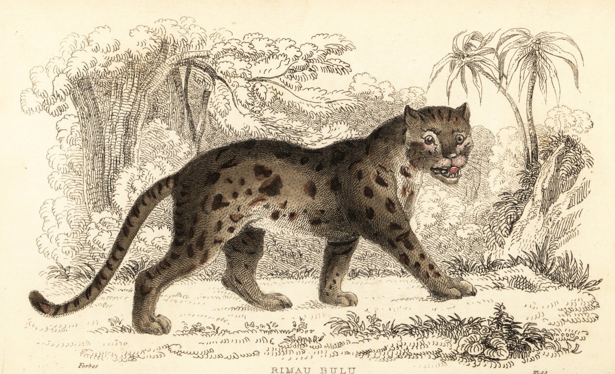Gato leopardo sunda, Prionailurus bengalensis subsp. sumatrano. ,1834 (gravura) de William Alexander Forbes