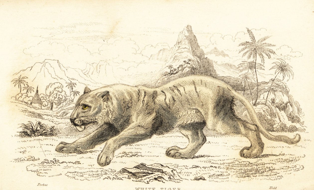 Tigre branco, Panthera tigris tigris. Ameaçadas de extinção. ,1834 (gravura) de William Alexander Forbes