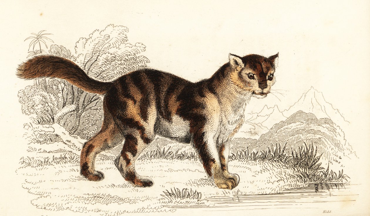 Gato de tartaruga selvagem da América do Sul, Felis catus. ,1834 (gravura) de William Alexander Forbes