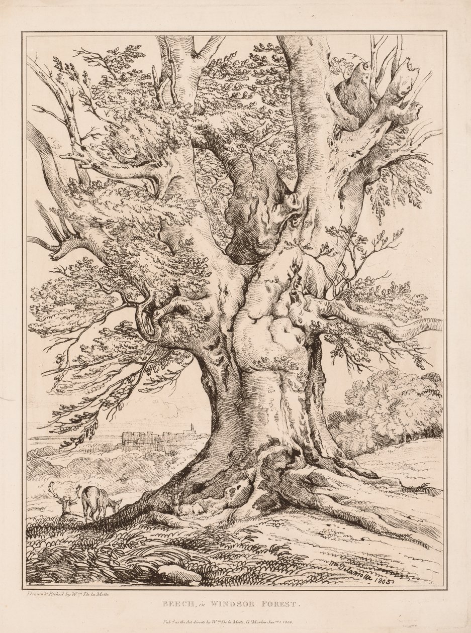 Faia na floresta de Windsor de William Alfred Delamotte