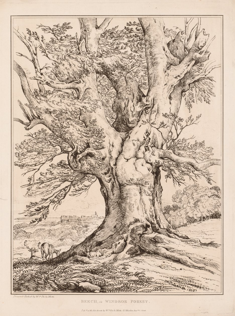 Faia na floresta de Windsor, 1805. de William Alfred Delamotte