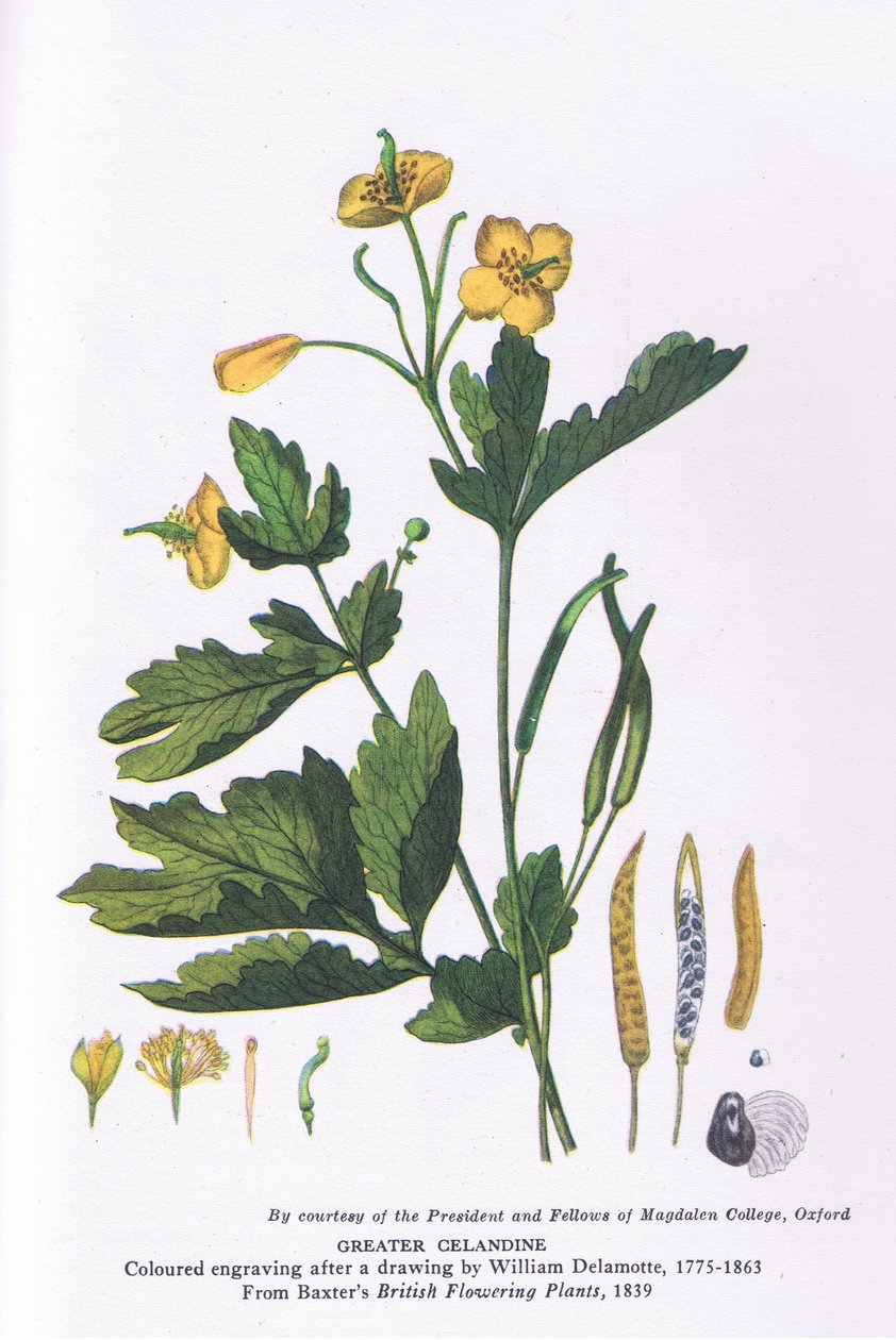 Greater Celandine, Nature in Britain publicado pela Collins de William Alfred Delamotte