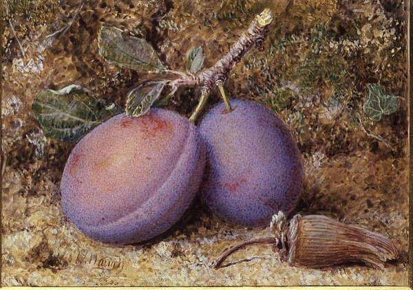 Ameixas e uma porca de sabugueiro de William B. Hough