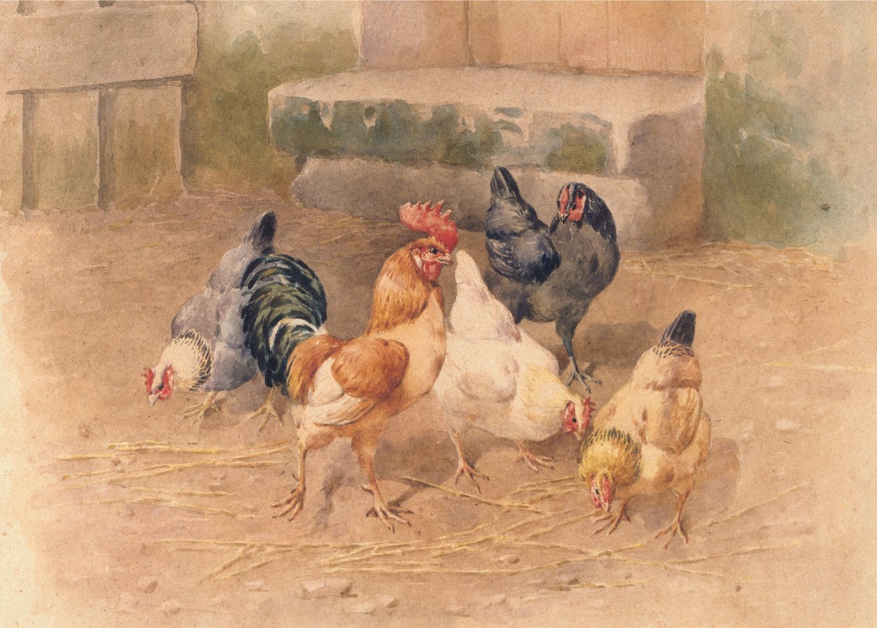 Galinhas (aguarela com corpinho no papel) de William Baptiste Baird
