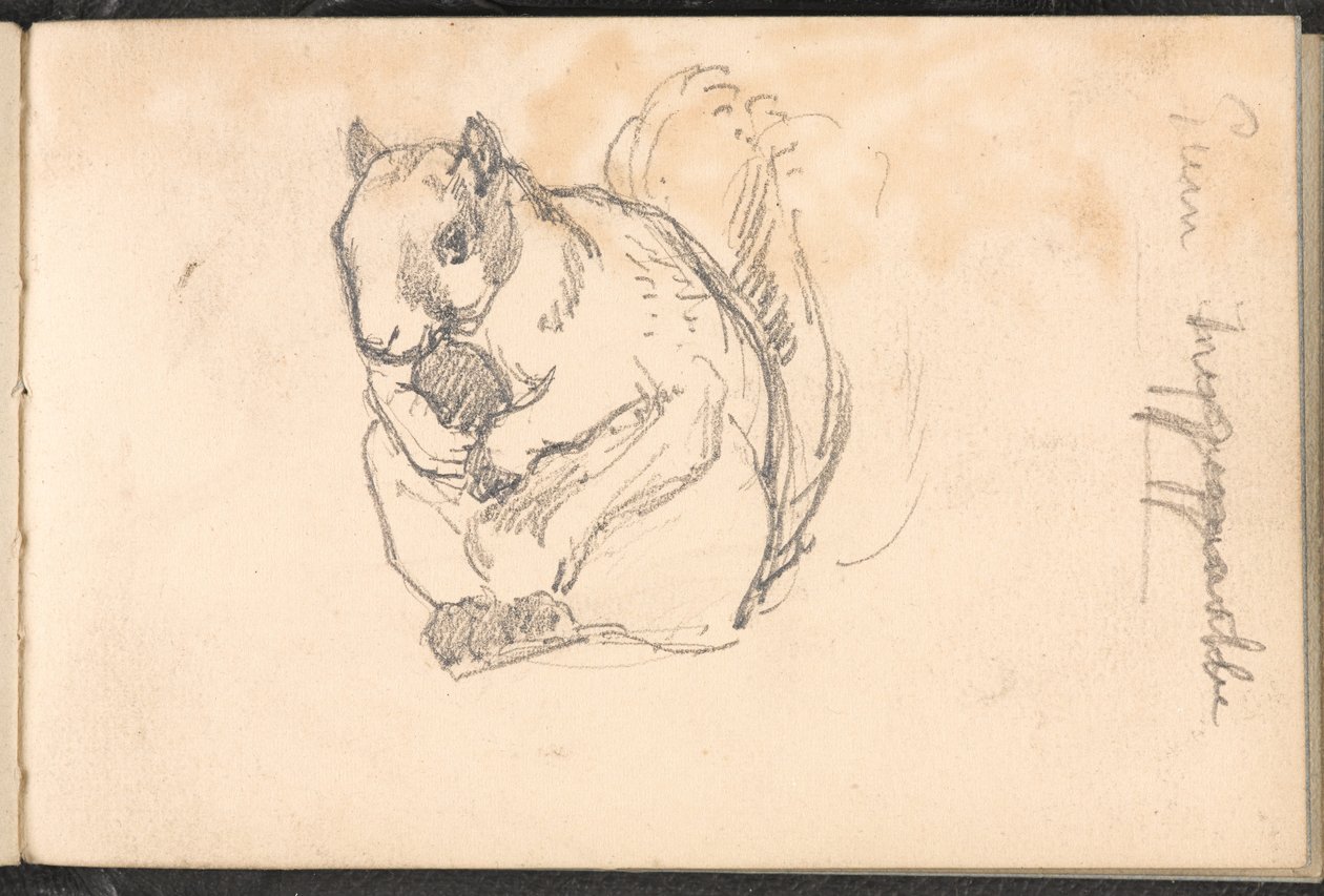 Esboço de um esquilo, 1879 cerca de de William Barnes Wollen