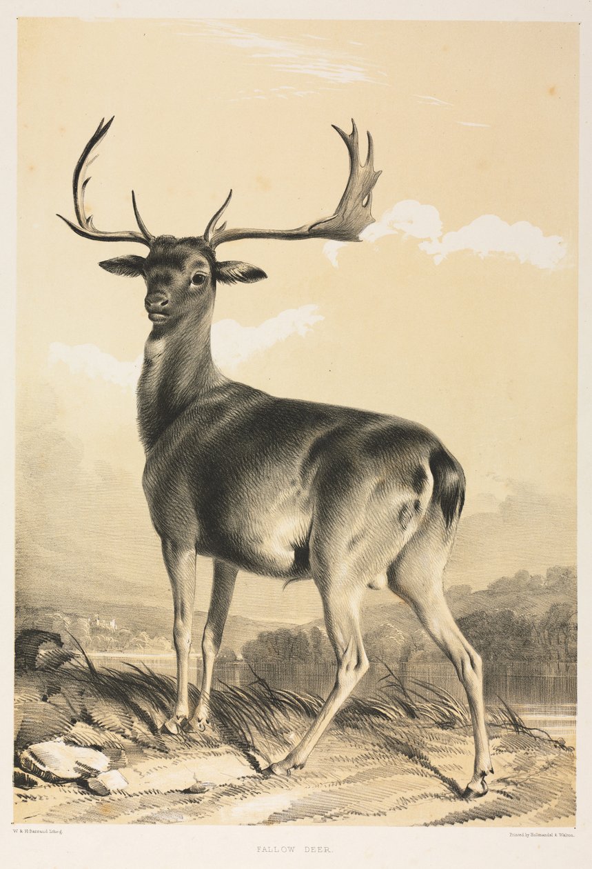 Gamo. de William Barraud