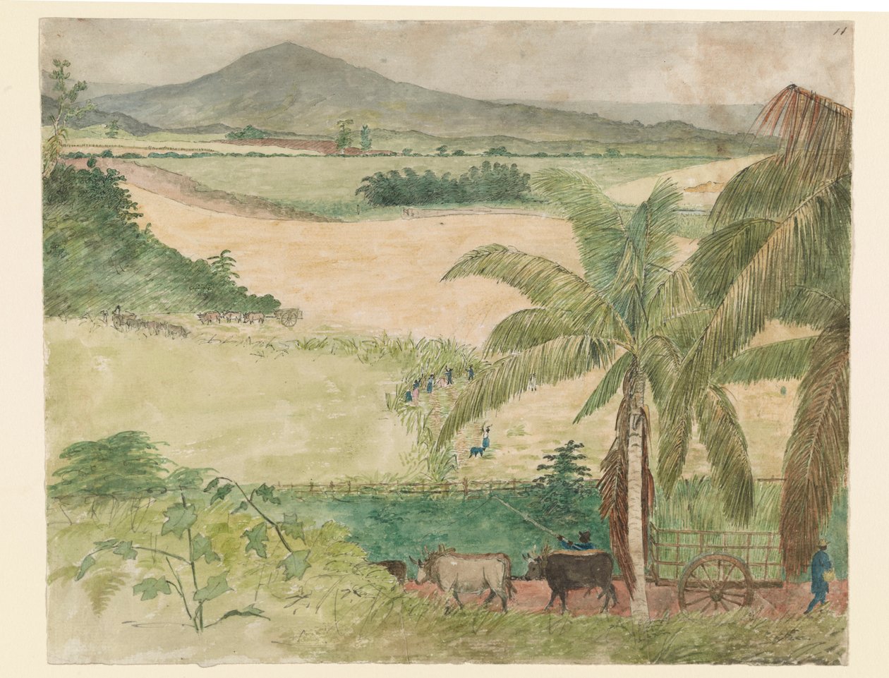Açucareiro - cana de corte de escravos de William     Berryman
