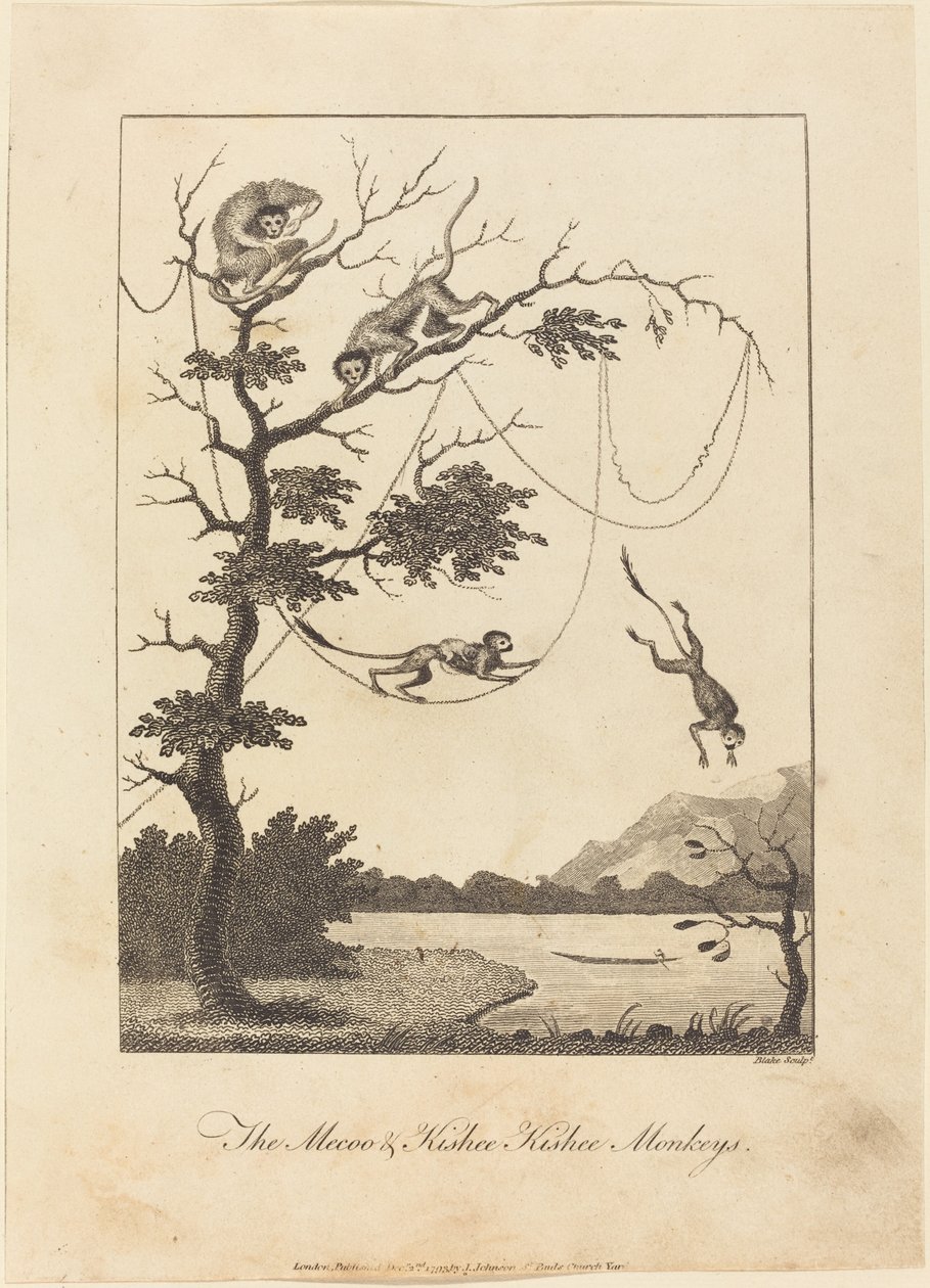 The Mecoo & Kisbee Kishee Monkeys, 1793. de William Blake