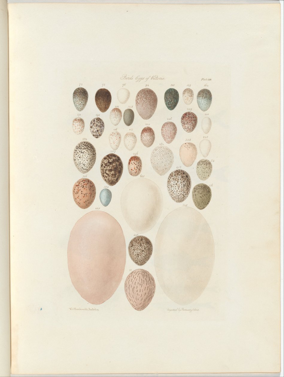 Ovos de pássaros de Victoria. O fólio não publicado Australia Terra Cognita de William Blandowski. 1855-56 de William Blandowski