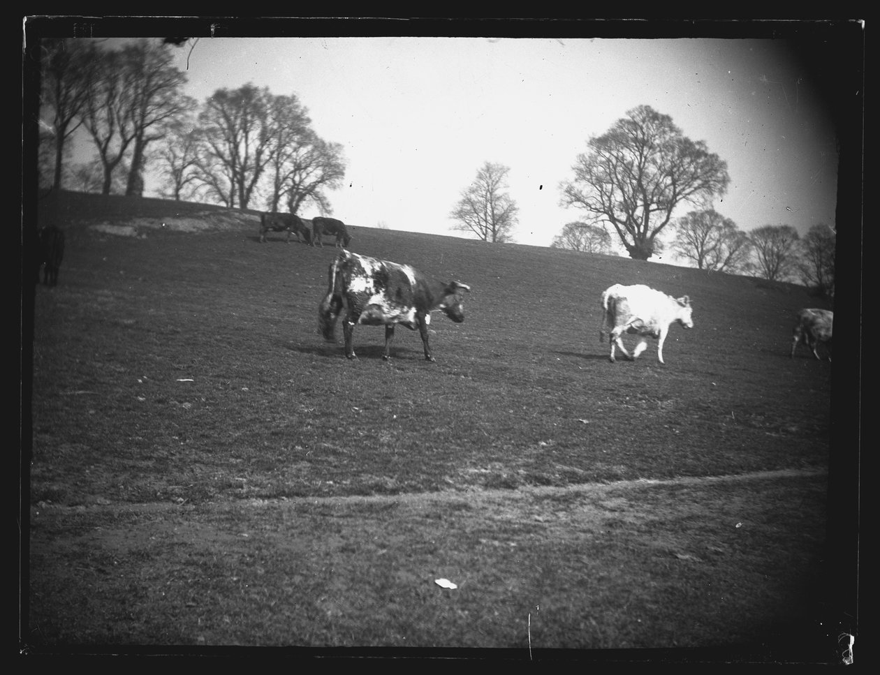 Quarry Field, Rumney, Cardiff, 1892. de William Booth
