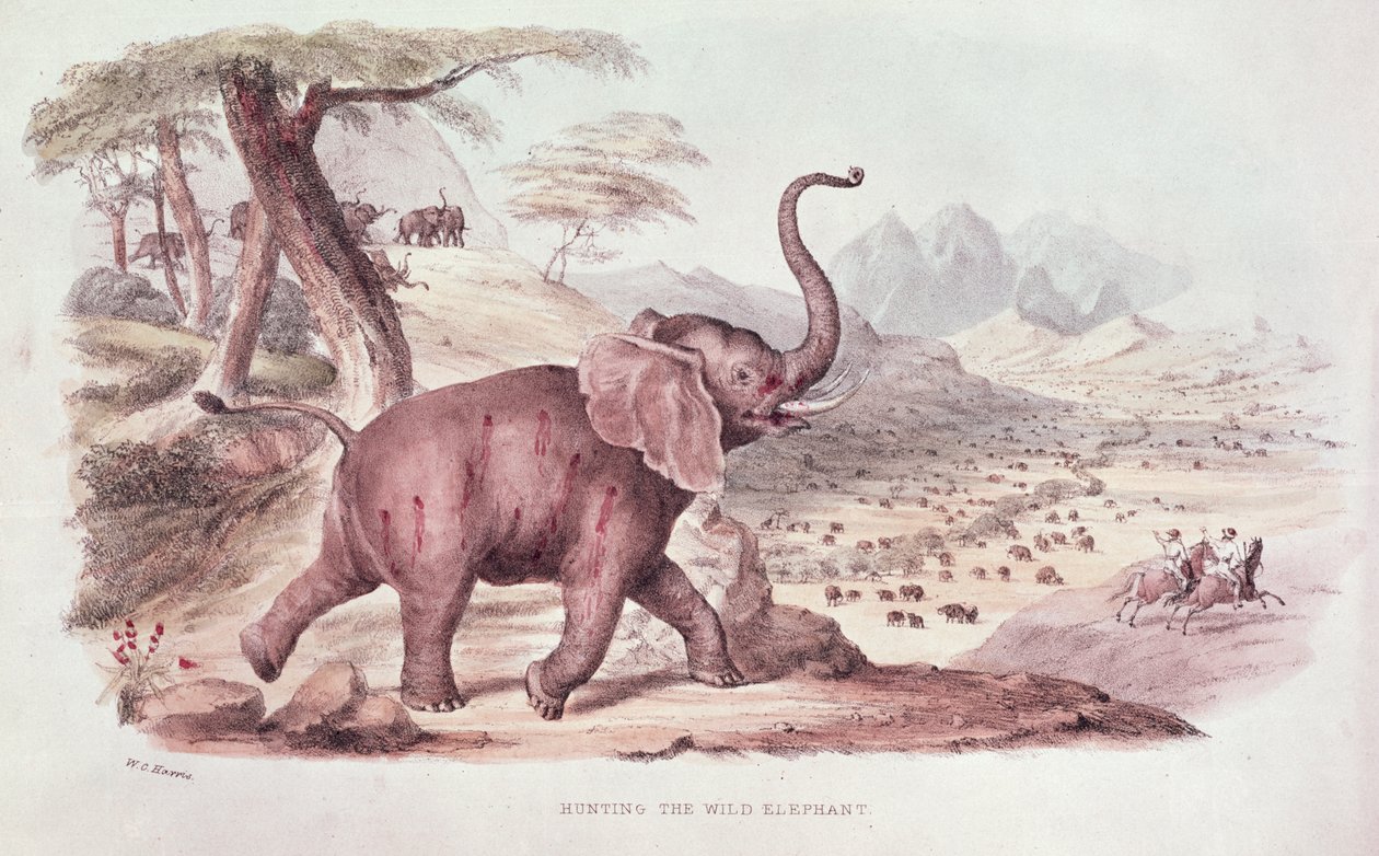 Caçando o elefante selvagem, ilustração de &39;Wild Sports da África do Sul&39; por WC Harris, 1841 de William Cornwallis Harris