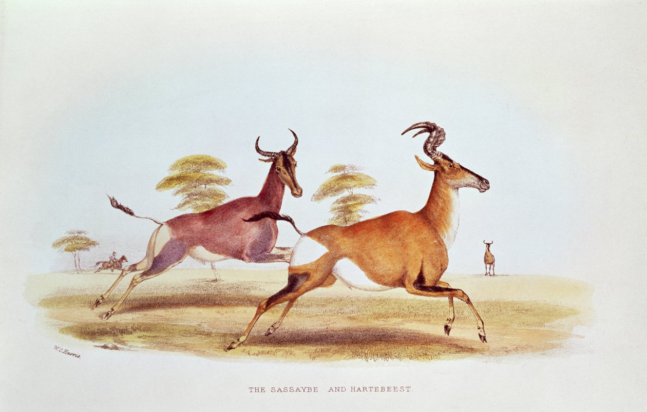 O Sassaybe e o Hartebeest, ilustração de &39;Wild Sports of South Africa&39;, por WC Harris, 1841 de William Cornwallis Harris