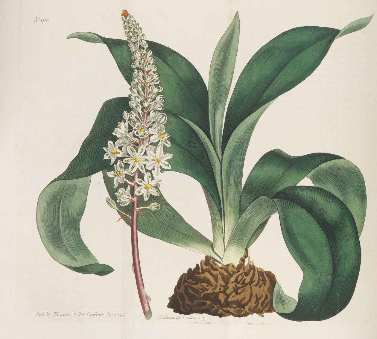 Revista Botânica, 1787-1833. de William Curtis