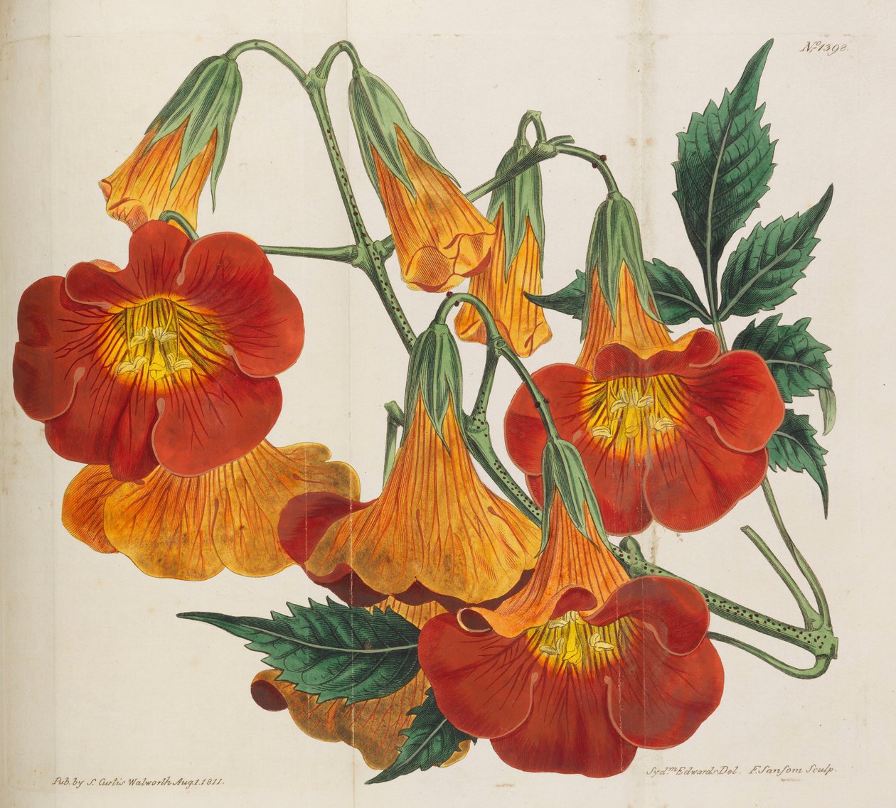 Revista Botânica, 1787-1833. de William Curtis