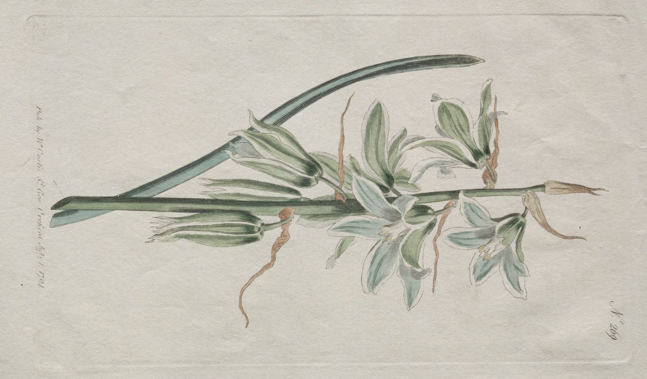 A Revista Botânica ou Jardim de Flores Exibido: Estrela de Belém, 1794. de William Curtis