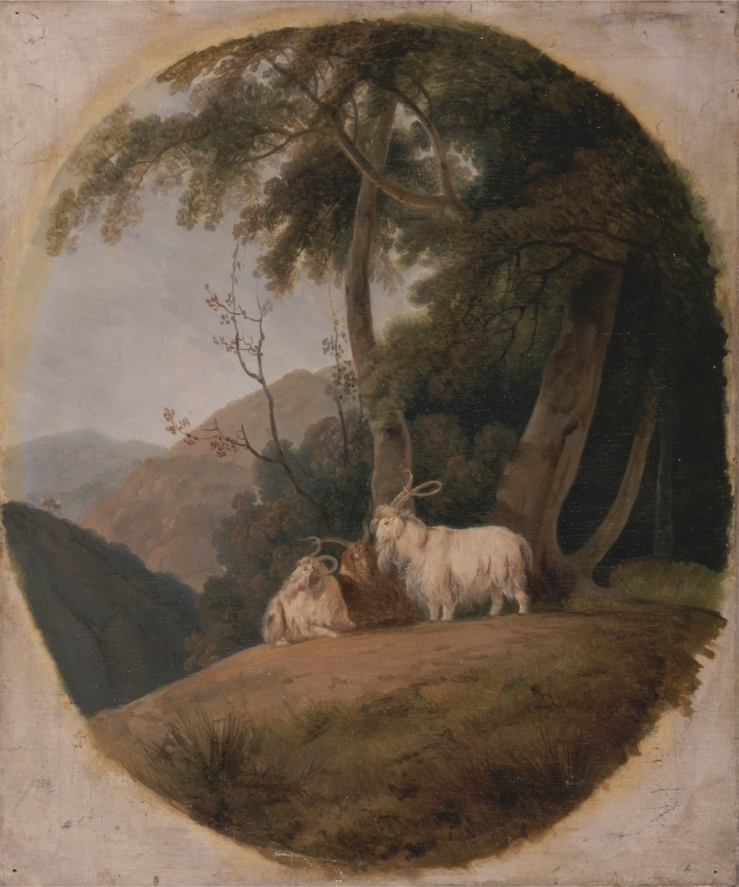Caprinos de Caxemira de William Daniell