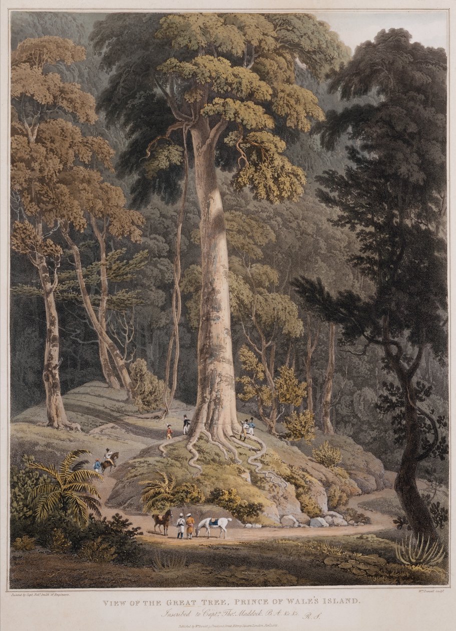 Vista da Grande Árvore, Ilha do Príncipe de Gales de William Daniell