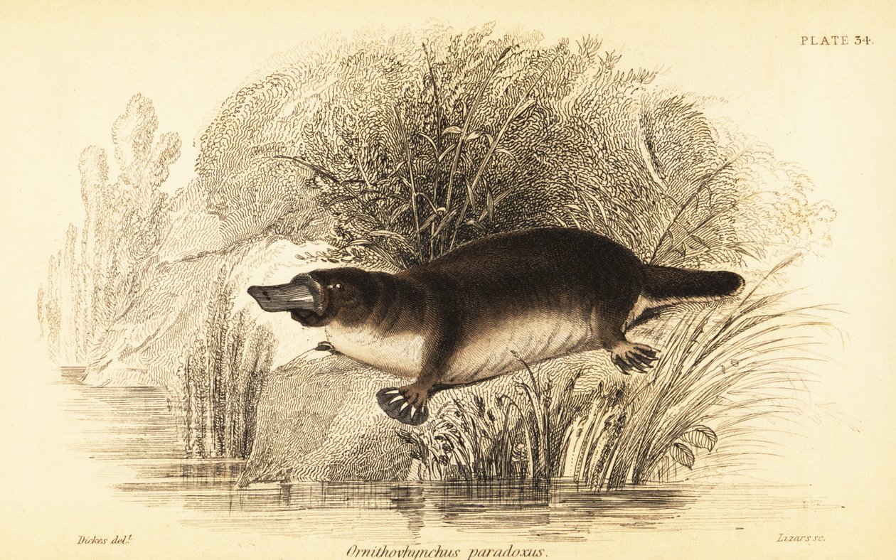 Ornitorrinco, Ornithorhynchus anatinus., 1841 (gravura) de William Dickes