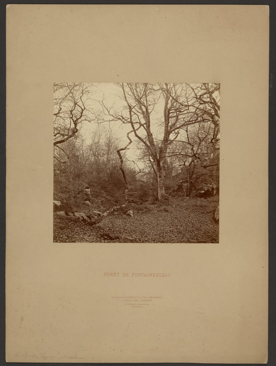 Floresta de Fontainebleau de William Drooke Harrison
