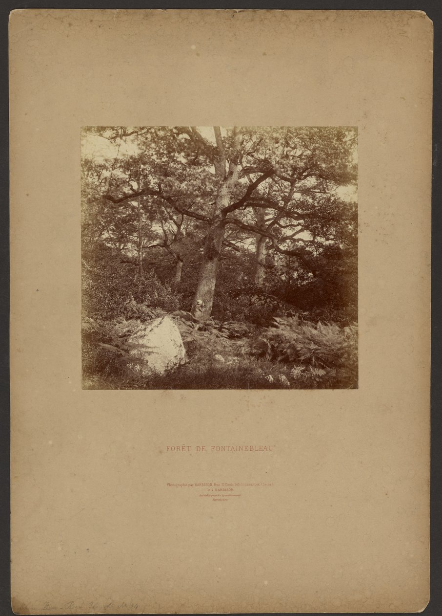 Floresta de Fontainebleau de William Drooke Harrison