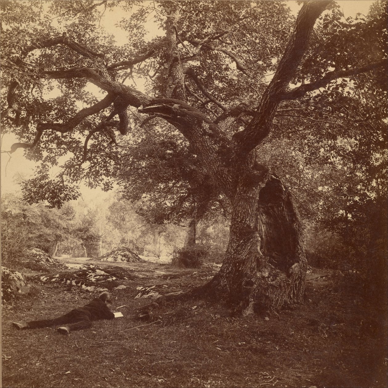 Floresta de Fontainebleau de William Drooke Harrison