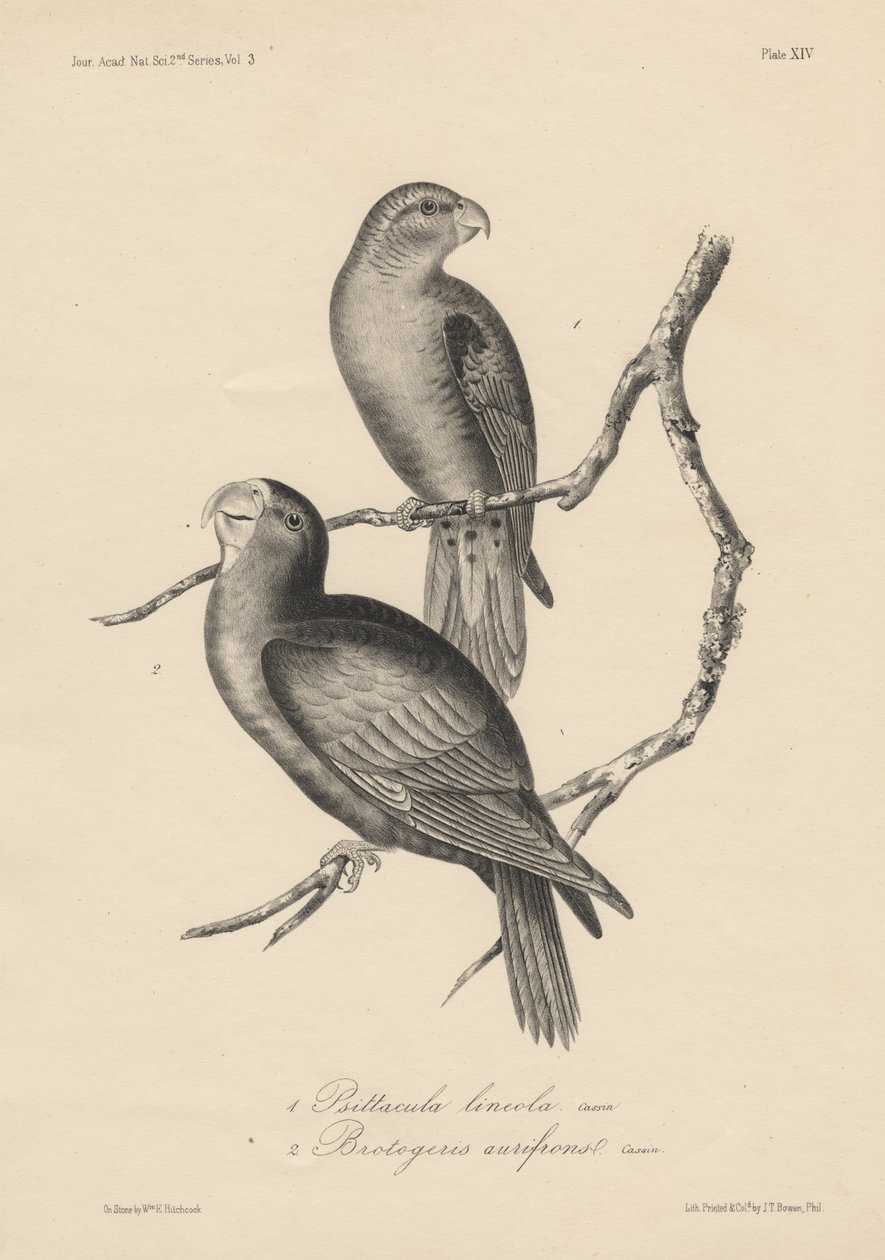 1. Psittacula lineola e 2. Brotogeris aurifrons, litho por JT Bowen, 1850 de William E. Hitchcock