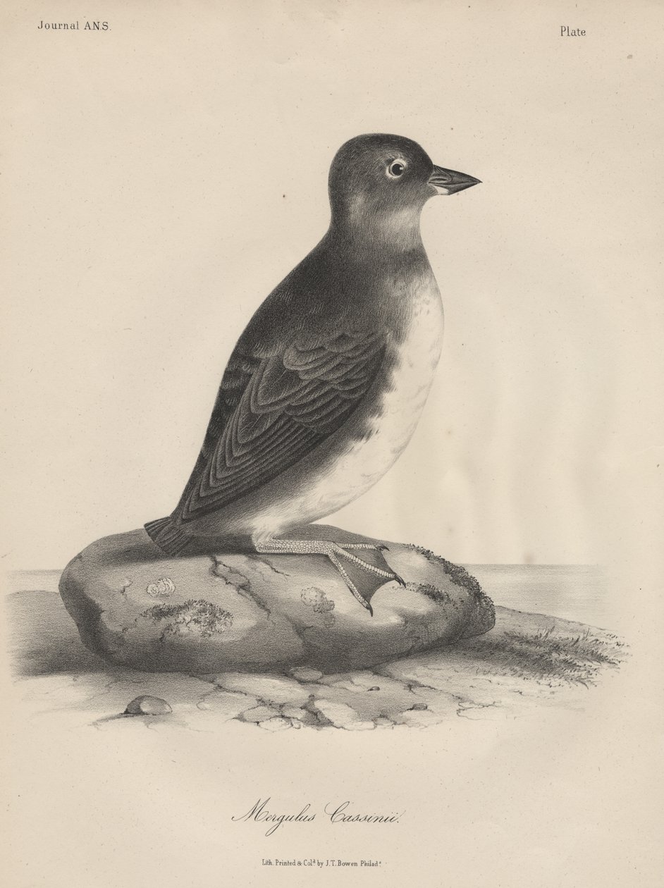 Megalus Cassinii, litho por JT Bowen, 1850 de William E. Hitchcock