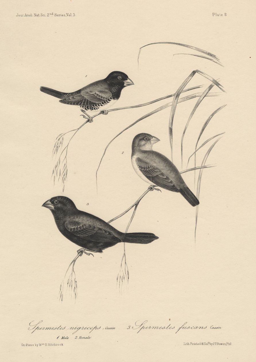 Espermatozóides de Nigriceps (machos e fêmeas) e Espermatozóides Fuscans, litho por JT Bowen, 1850 de William E. Hitchcock