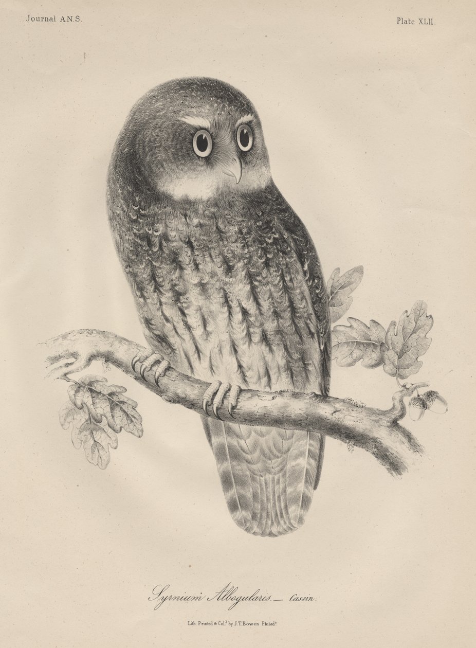 Syrnium Albogularis, litho por JT Bowen, 1850 de William E. Hitchcock