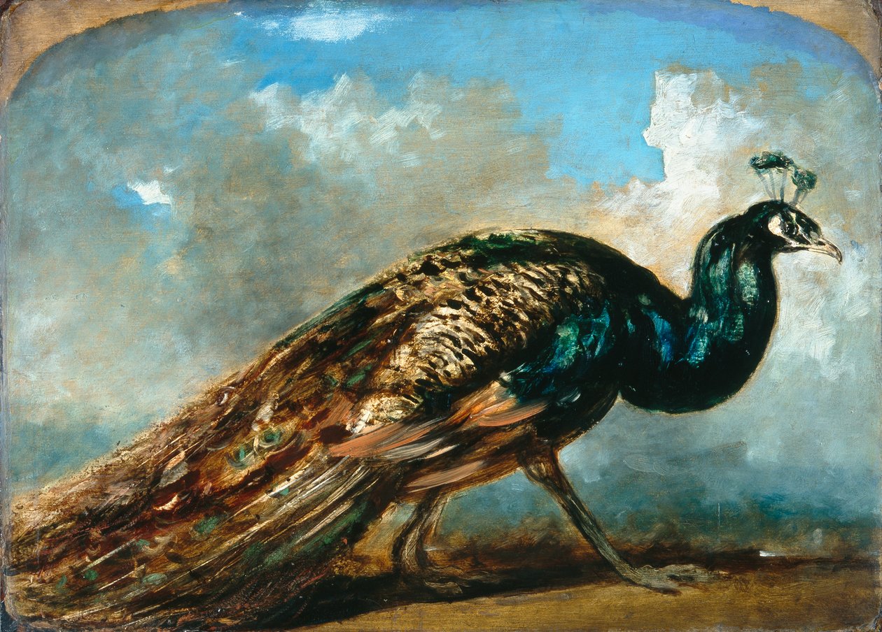 Estudo de um pavão (óleo sobre cartão) de William Etty