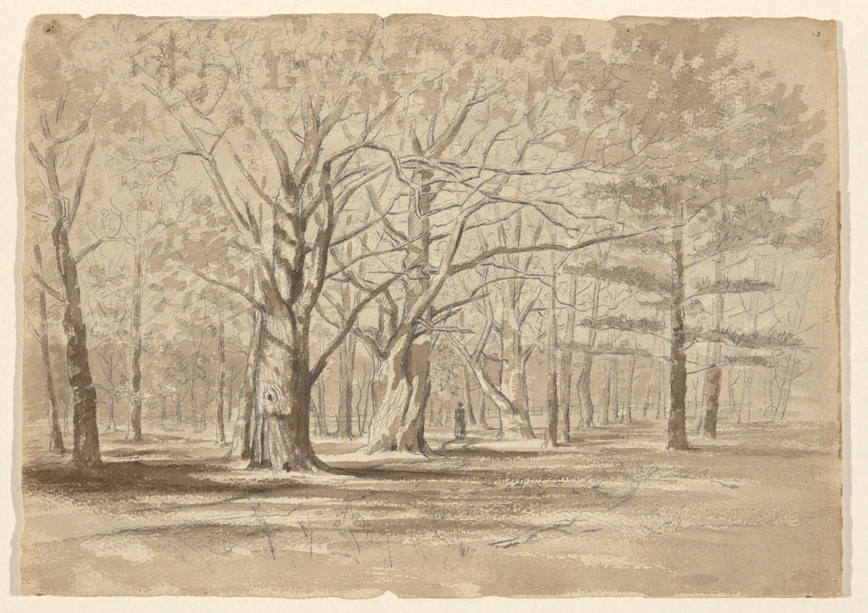 Bosques da faculdade de William Fowler Hopson