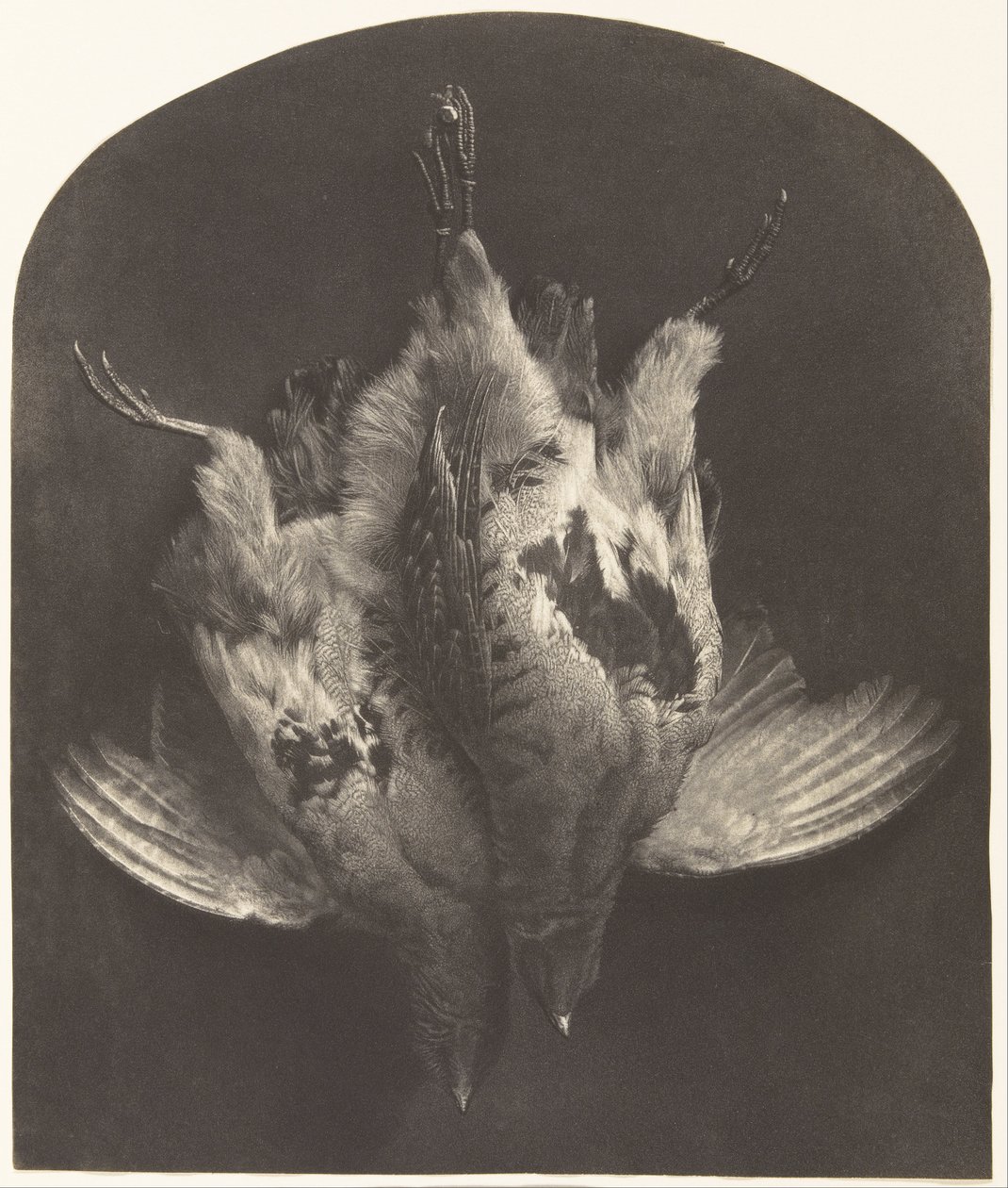 Um par de tetraz de William Frederick Lake Price