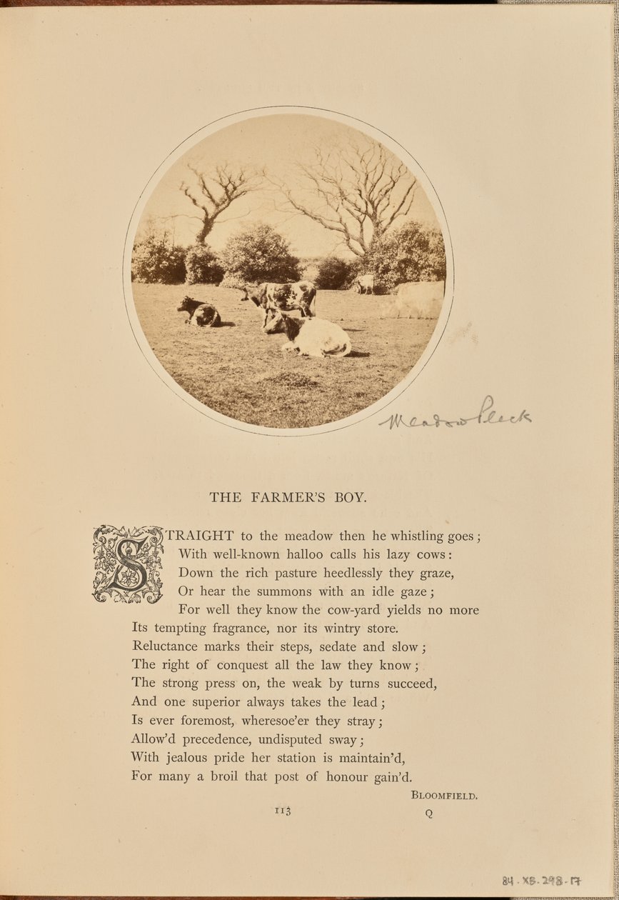[Cena pastoral com gado a descansar num campo, Inglaterra] de William Grundy