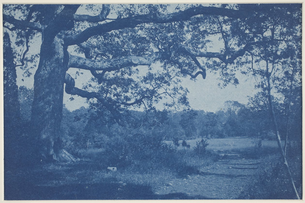 Carvalho Grande na Borda do Prado de William H. Cades