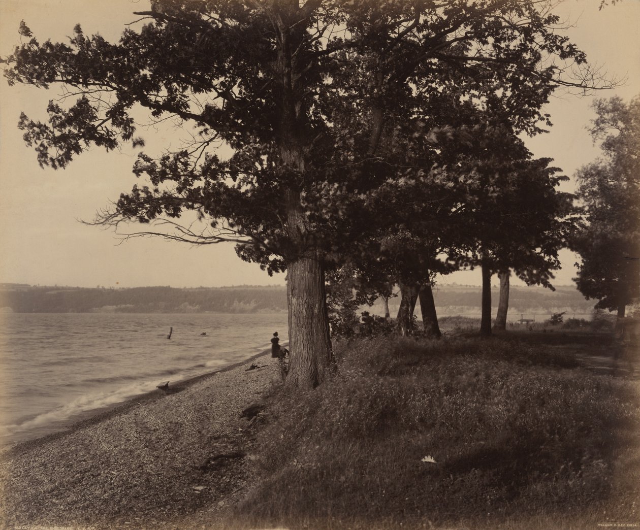 Lago Cayuga, Sheldrake de William H. Rau