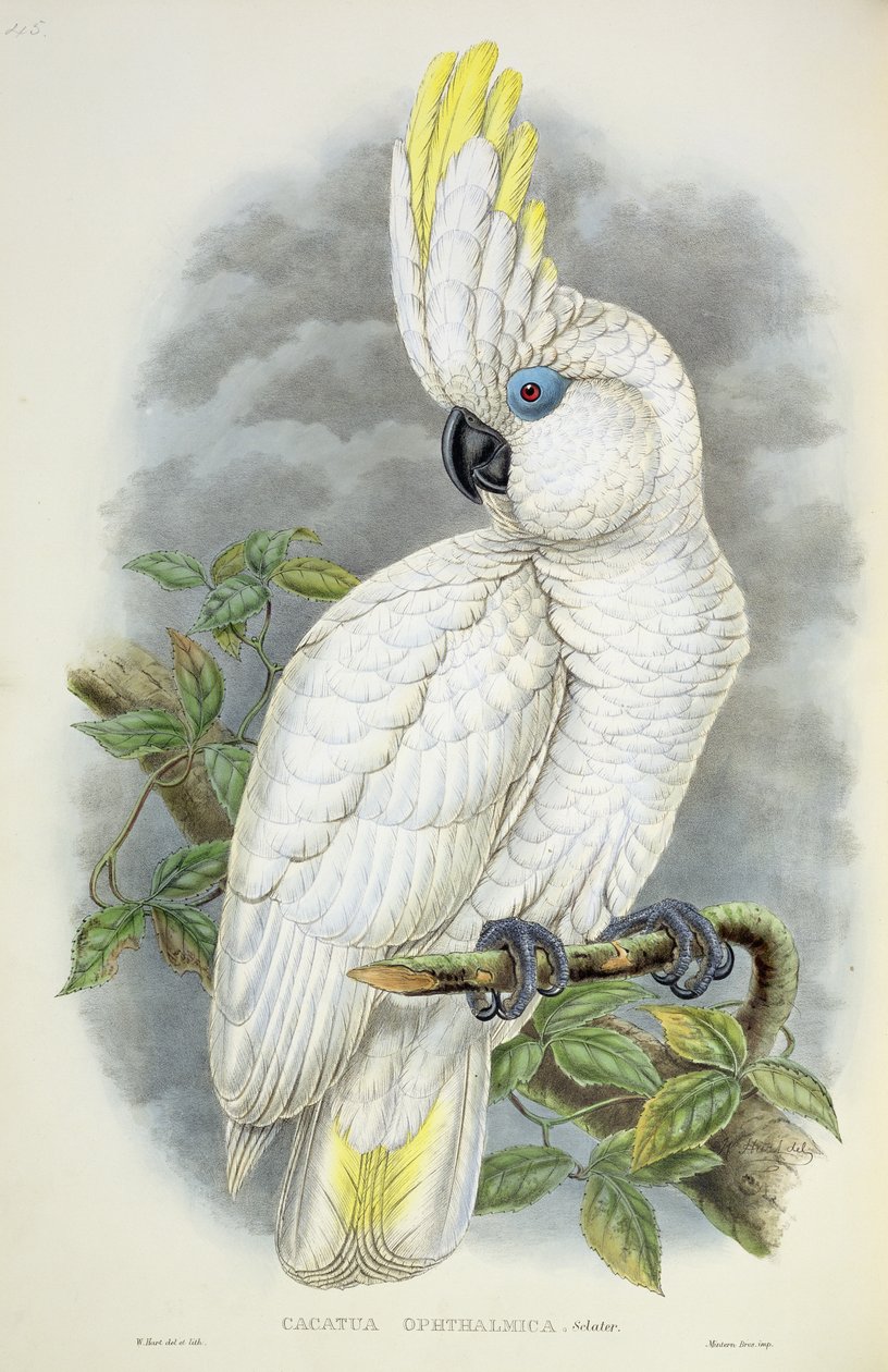 Cacatua de olhos azuis de William Hart