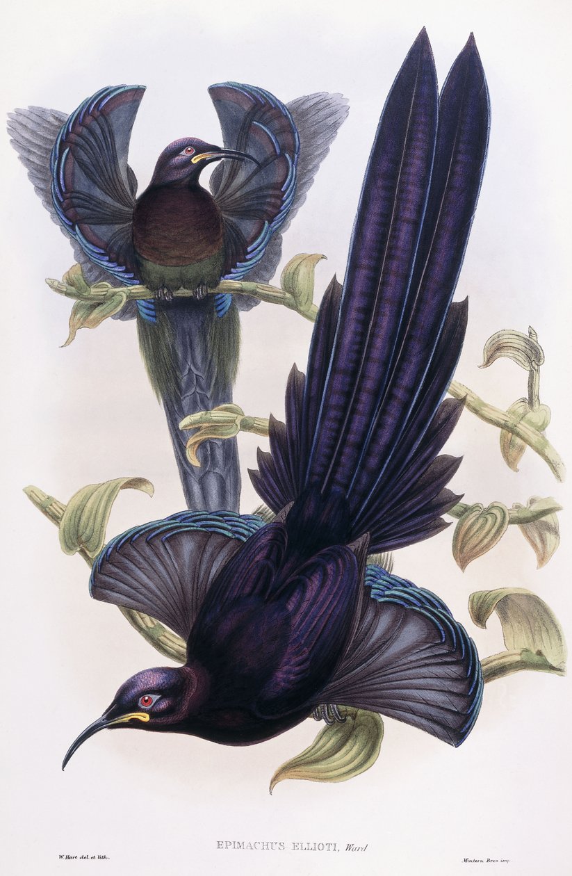 Epimachus Ellioti, Ala, c.1891-1898 de William Hart