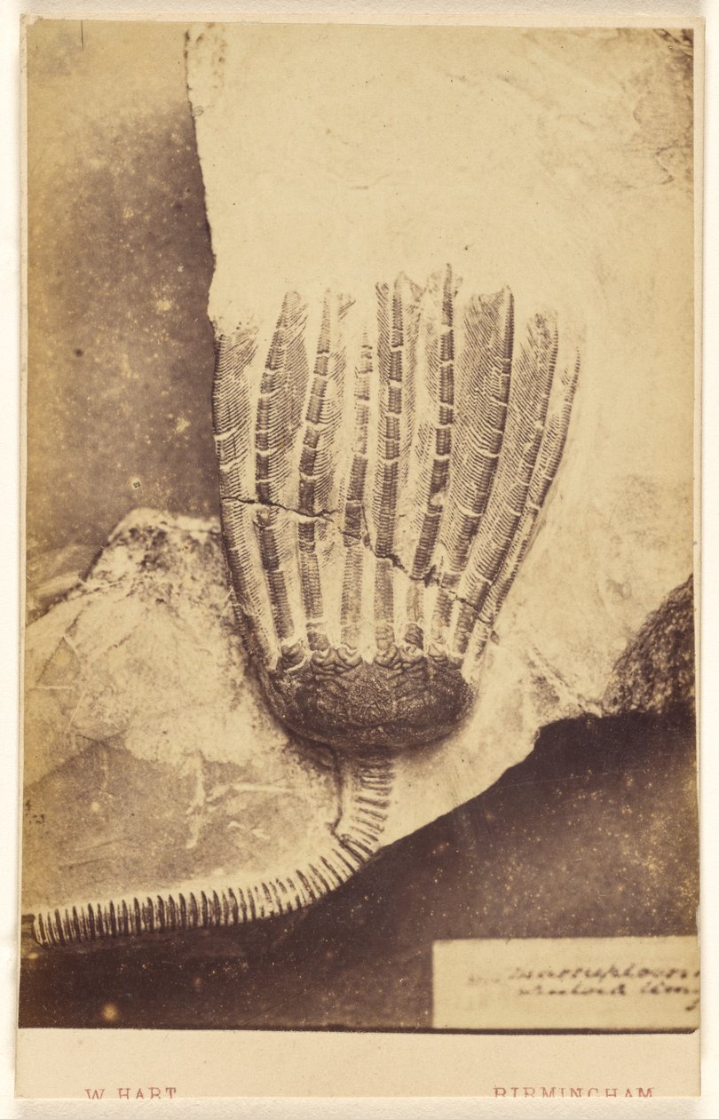 [Fóssil de um crinoide]. de William Hart