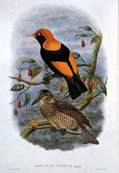 Sericulus Melinus (cor litho) de William Hart